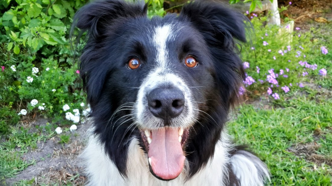 Dog Training with a Border Collie
