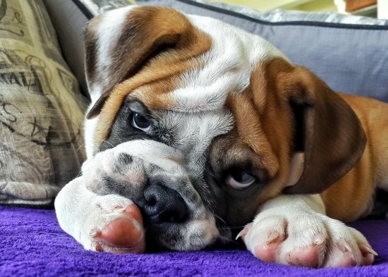 English Bulldog Puppy Relaxing After Puppy Training Session