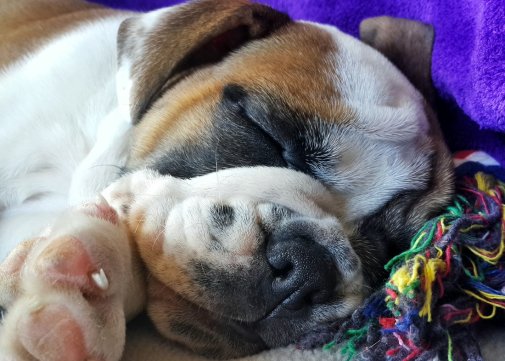 Exhausted English Bulldog Puppy After Puppy Training